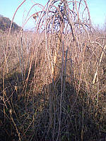 Шелковица плакучая (Morus alba Pendula) - 1,3м