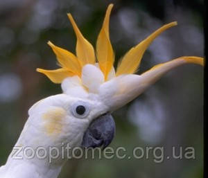 Какаду Жовтохохлий Малий, фото 1