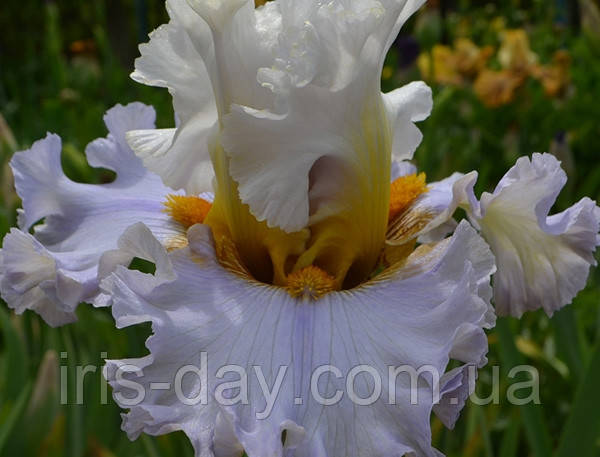 Ірис Bubbles All Round Баблс ол Раунд (Blyth 2012) (сажінці), фото 1