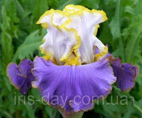 Ірис Imperial Edge Імперіал Ейдж (Mego 2016) (сажі), фото 1