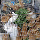 Сітка зварна гарячого цинкування з "чорними крапками" 2 мм 1x15м 25,4х50,8, фото 2