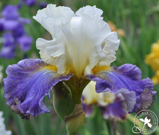 Ірис Dangerous Horizon (Robert Piatek 2014) (саджанці), фото 1