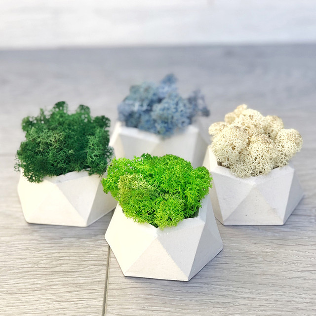 Горшочек со мхом