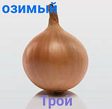 Цибуля сіянка озима Трой 8/21 (Troy) 1 кг / Broer, фото 3