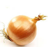 Цибуля сіянка озима Трой 8/21 (Troy) 1 кг / Broer, фото 2