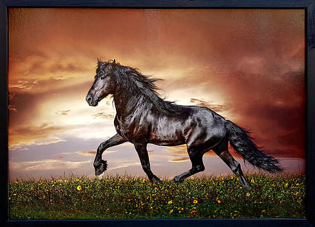 Фотокартина у дерев'яній рамі Horse 1 50х70 см POS-5070-032, фото 1