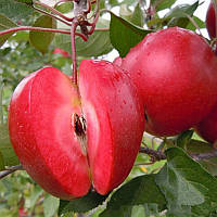 Сирена червоном'яна яблуня