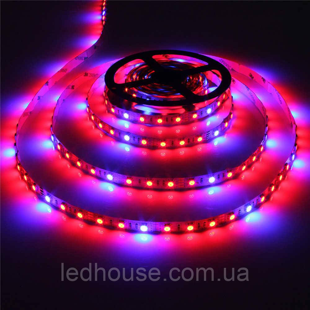 Світлодіодна ФІТО стрічка SMD 5050 60 LED/мт. у силіконі