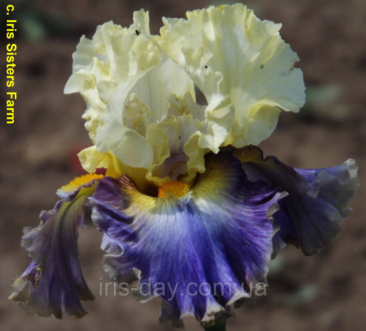 Ірис Style Traveller Стиль Тревелер (Blyth 2012) (сажінки), фото 1