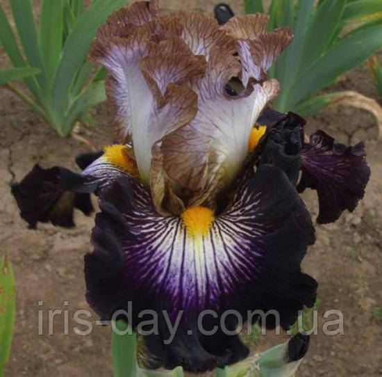 Ірис Mixed Signals Міксид Сигналс (Keppel 2016) (сажінки), фото 1