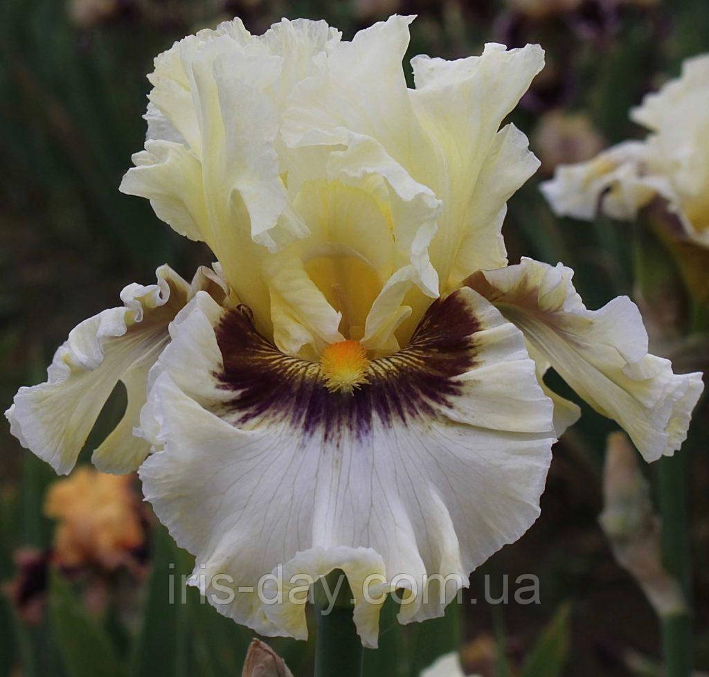 Ірис Truth or Dare Трус оф Даре (Johnson 2018) (сажці), фото 1