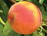 Персик Флемінг Ф'юрі PF-23.  Підщепа евріка. (ввв), фото 2