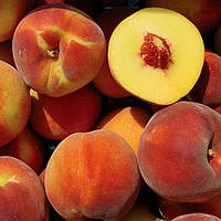 Персик Флемінг Ф'юрі PF-23. Підщепа пуміселект