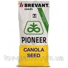 Насіння Рапса "ПТ248" (Pioneer), фото 1