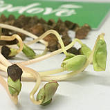 ГРЕЧКА ЗЕЛЕНА Мікрозелень, зерно насіння гречки органічне для пророщування 150 грамів, фото 5