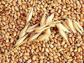 Насіння озимої пшениці "Антонівка" 1 репродукція