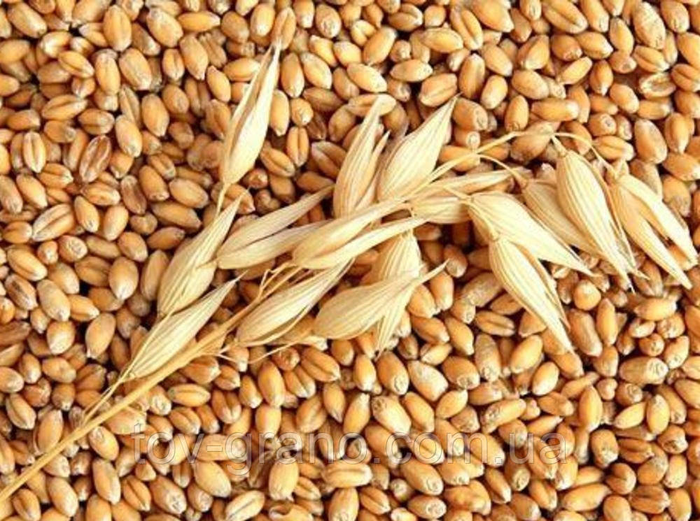 Насіння озимою пшениці "Ніва (Одеська)" 1 репродукція
