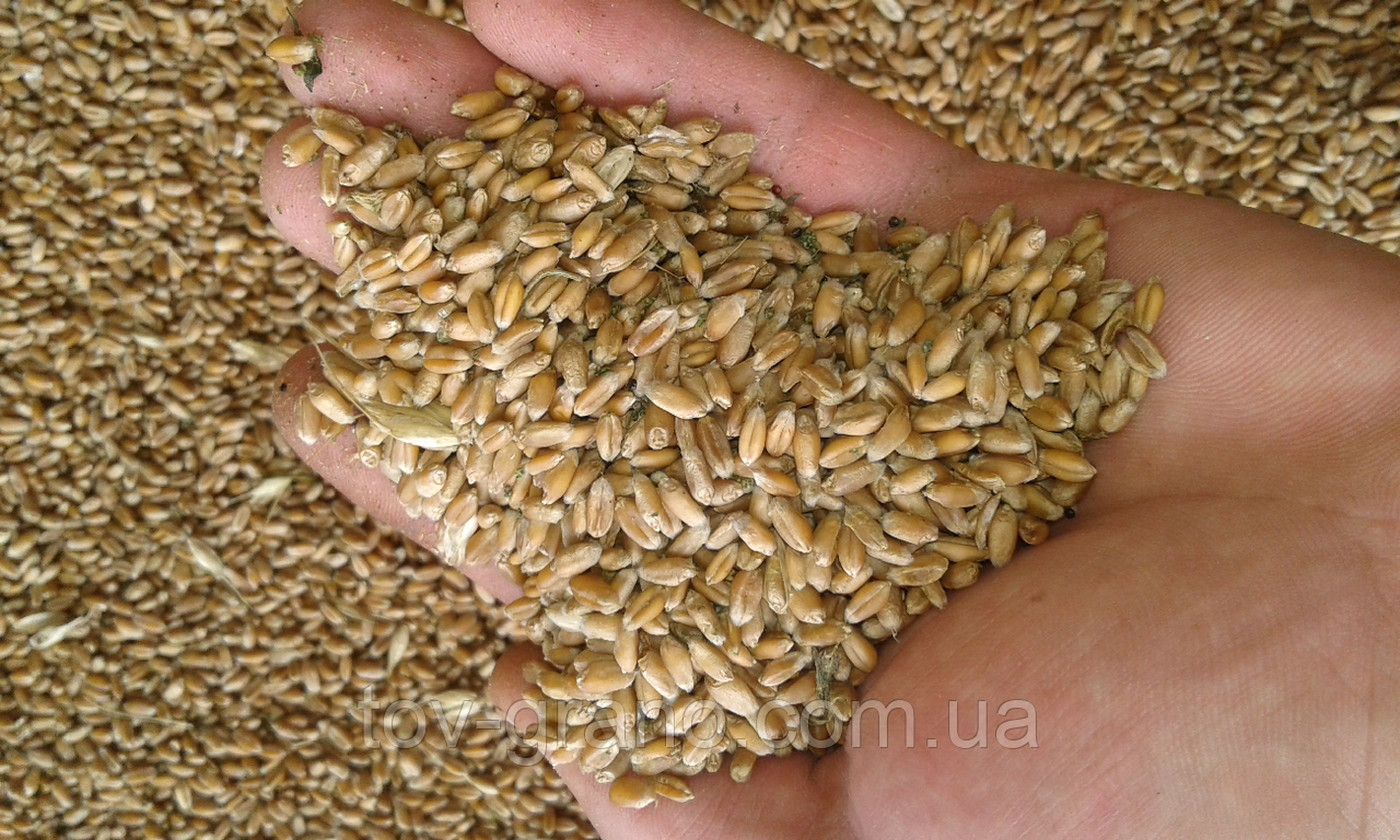 Насіння озимою пшениці "Шестопалівка" селіт