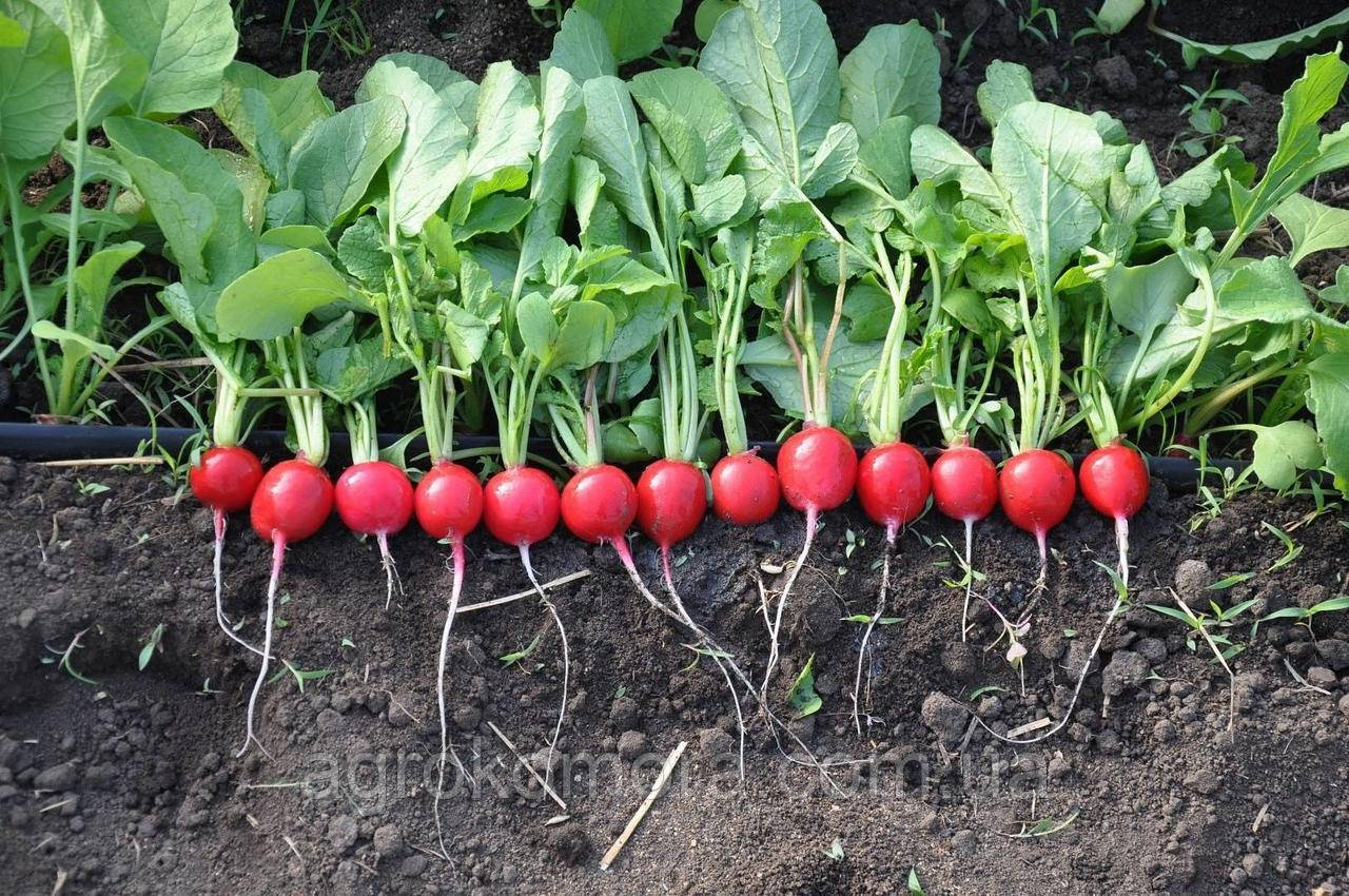 Прада F1 насіння редису, 1кг Libra Seeds, фото 1