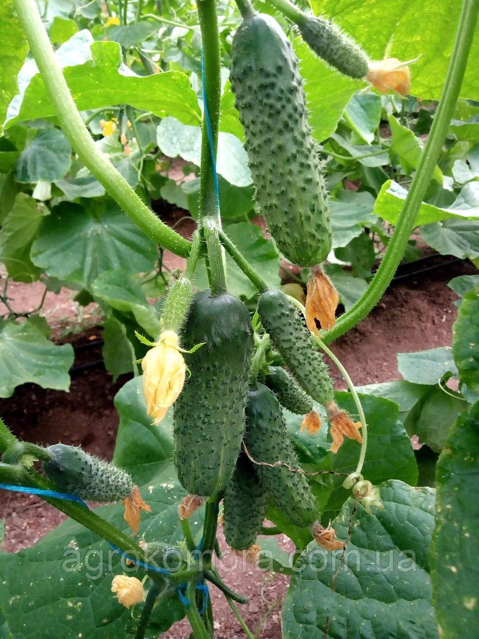 Коломбо GB 08 F1 огірок 1000 нас Libra Seeds, фото 1