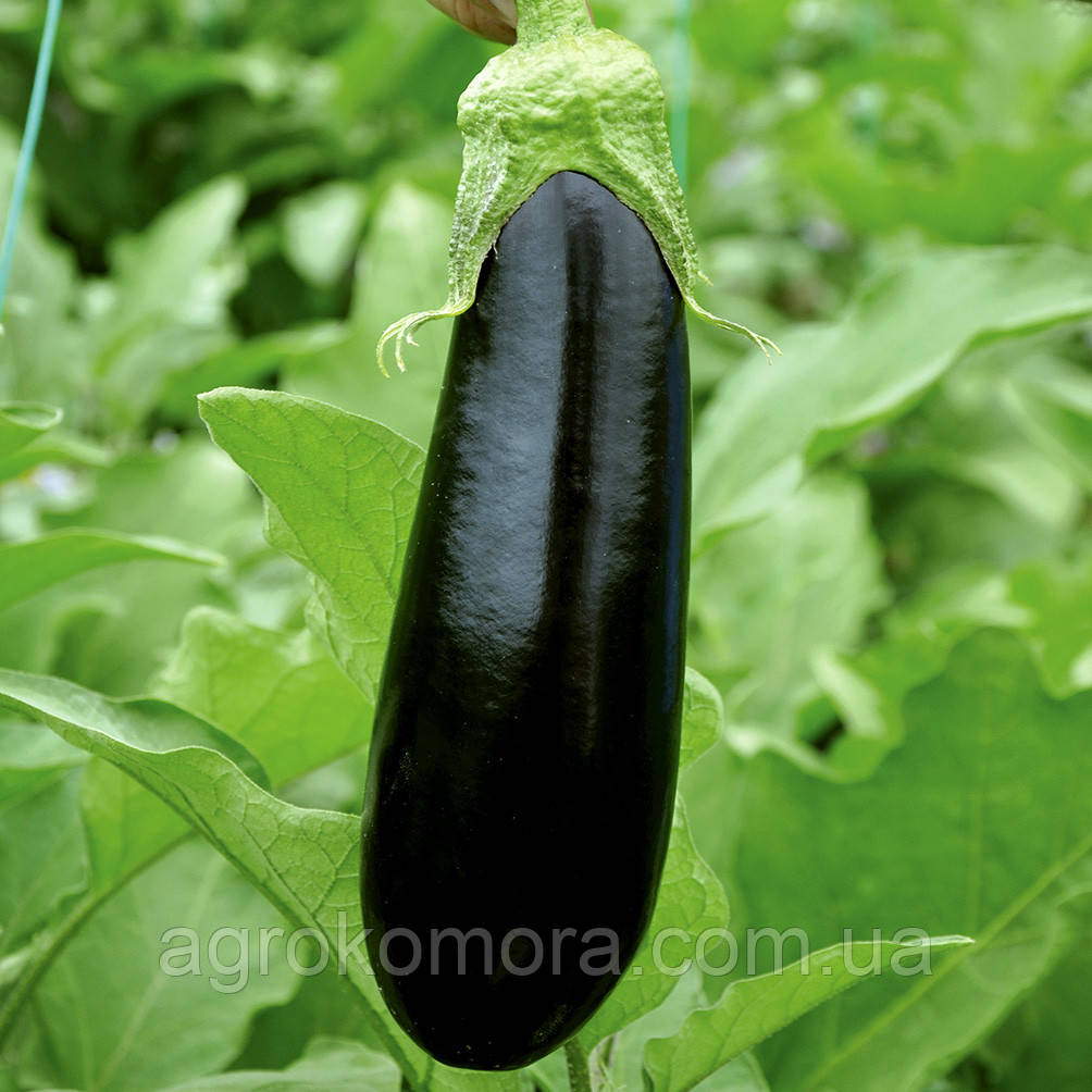 ЕЛЬДОРАДО F1 баклажан 1000 нас Libra Seeds, фото 1