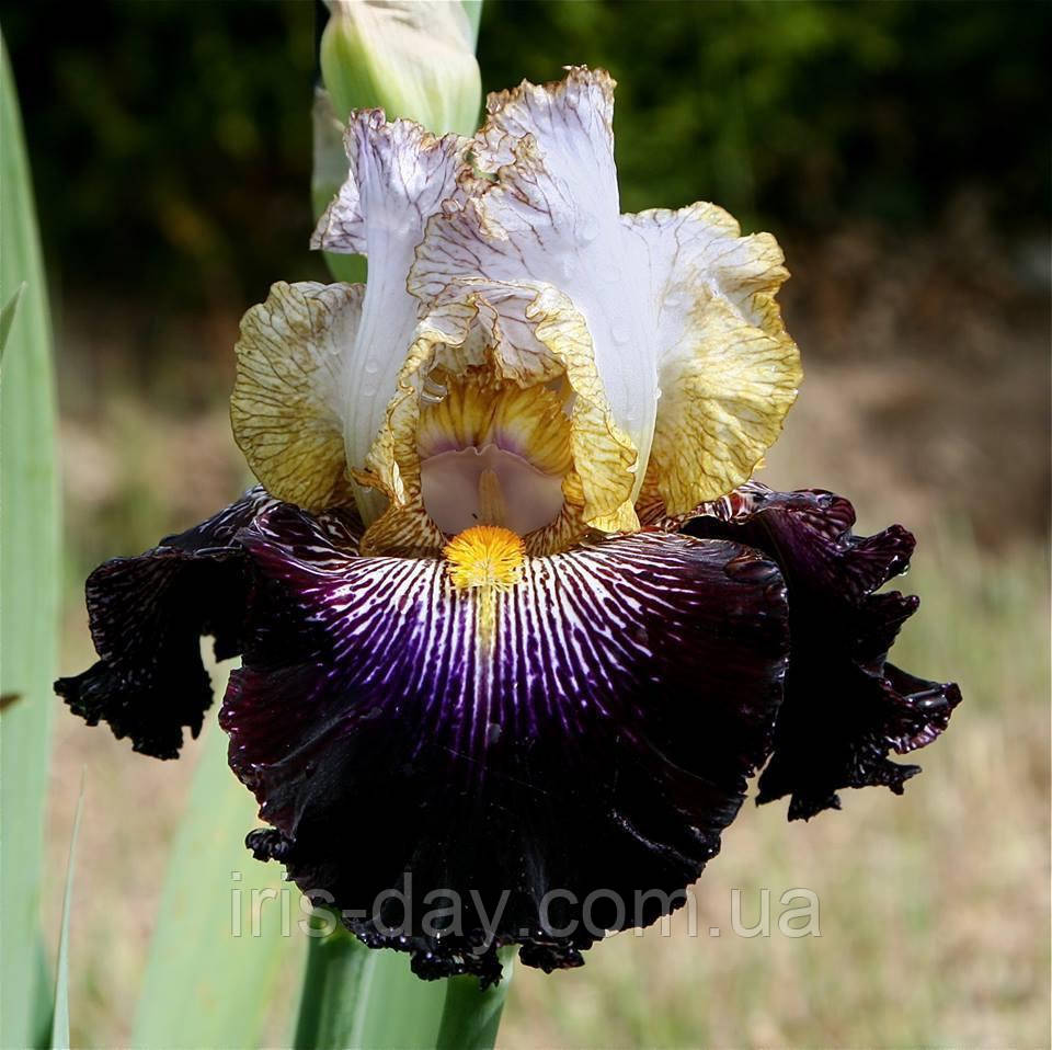 Ірис Let's Play Dress Up Летс Плей Дріс Ап (Black 2017) (сажінки), фото 1