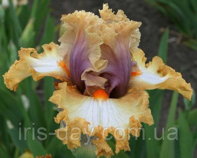 Ірис Good On Ya Гуд він Я (Black 2016) (сажники), фото 1