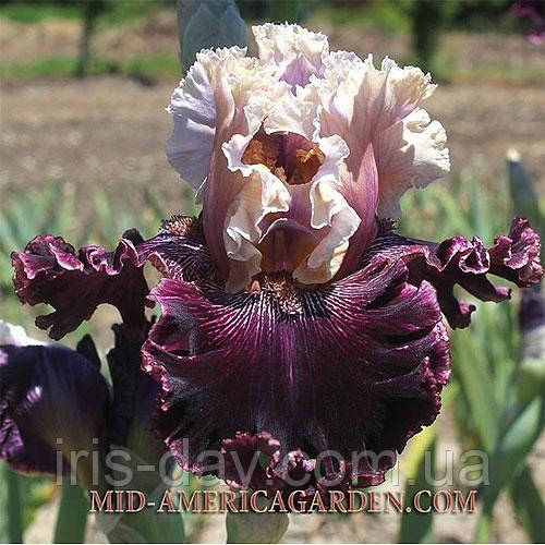 Ірис Totally Awesome Тоталі Авессом (Johnson 2018) (сажники), фото 1