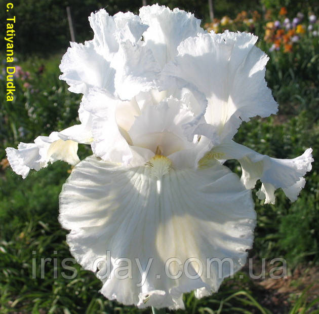 Ірис Pure as The Пур ас Зе (Innerst 1989) (сажінці), фото 1