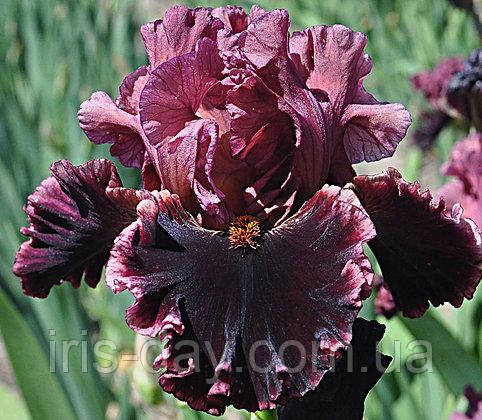 Ірис Alarm Bells Аларм Беллс (Blyth 2018) (сажінки), фото 1