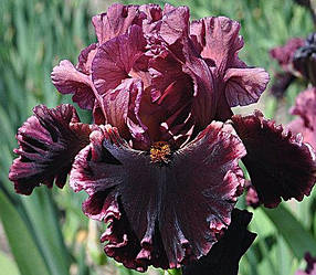 Ірис Alarm Bells Аларм Беллс (Blyth 2018) (сажінки)