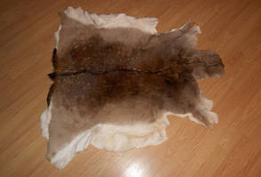 Шкура косулі дикої косулі I Шкура дикої кози