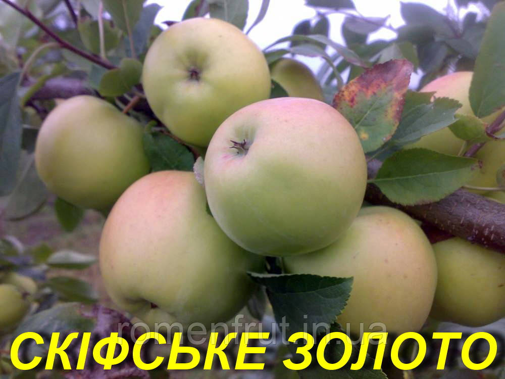 Яблуня "Скіфське золото", фото 1
