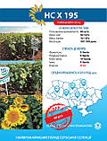 Насіння соняшнику HC X 195 Стандарт Юа Агролідер, фото 2