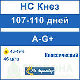 Насіння соняшнику НС КНЕЗ Екстра Юа Агролідер, фото 3