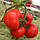 Насіння томату Саймон F1 (Saimon F1), 500 шт., полудетерминантного, фото 2