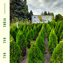 Туя / Thuja