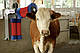Щітка для чищення шерсті корів "HappyCow Duo", фото 3