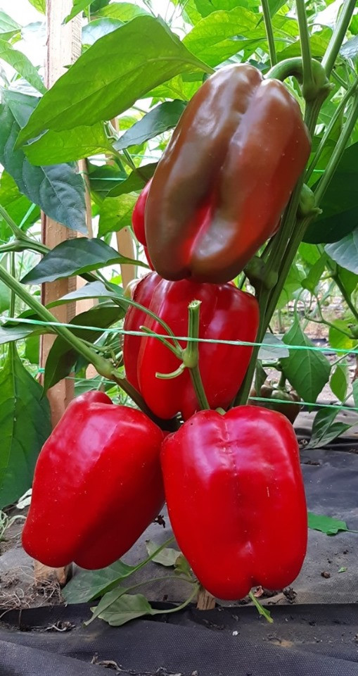 Менчул F1 перець 1000 нас Erste Zaden, фото 1