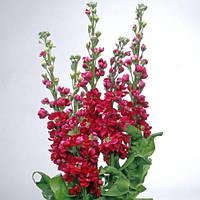 Matthiola Centum Red