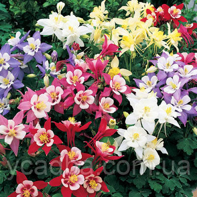 Аквілегія Мікс, фото 1