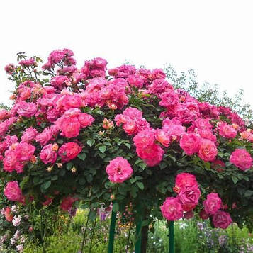 Троянда штамбова 4сезона