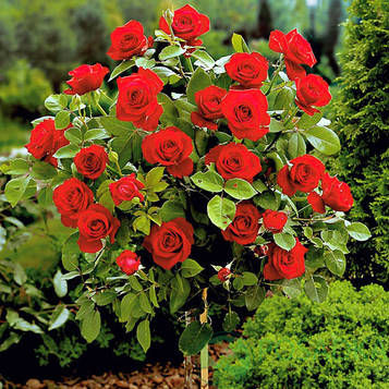 Троянда штамбова Ребел