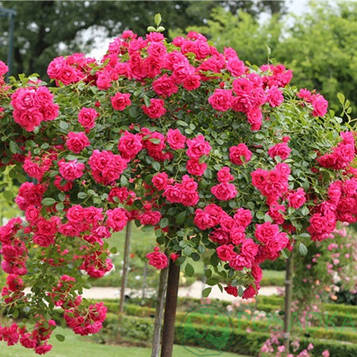 Троянда штамбова Родді