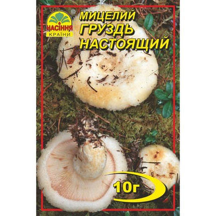 Міцелій гриба Груздь справжній, 10 гр, фото 2