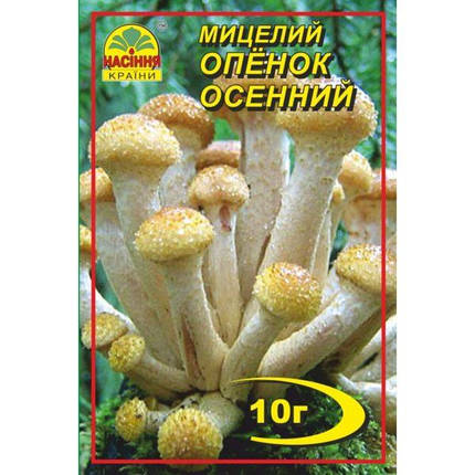 Міцелій гриба Опеньок осінній, 10 гр, фото 2