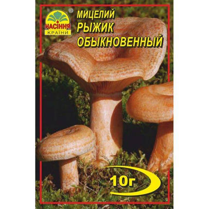 Міцелій гриба Рижик, 10 гр, фото 2