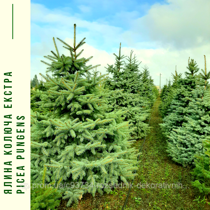 Ялина колюча ф. зелена / Picea pungens f. Glauca / Ель колючая ф ...