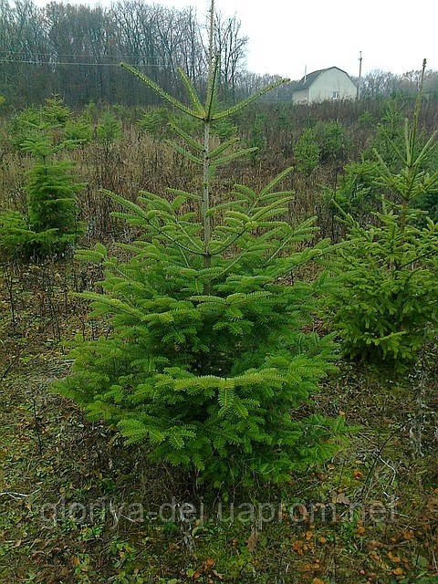 Ялиця біла, Пихта белая (Abies alba) высотой 1,0-1,8м