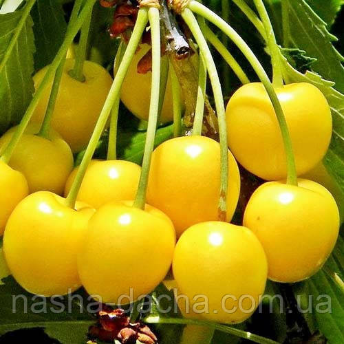 Вишня Жовта (рання)